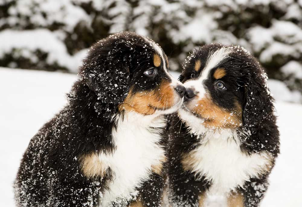 Picture of Two Bernese Mountain Dog Puppies in the Snow | Stock Photography of Dogs