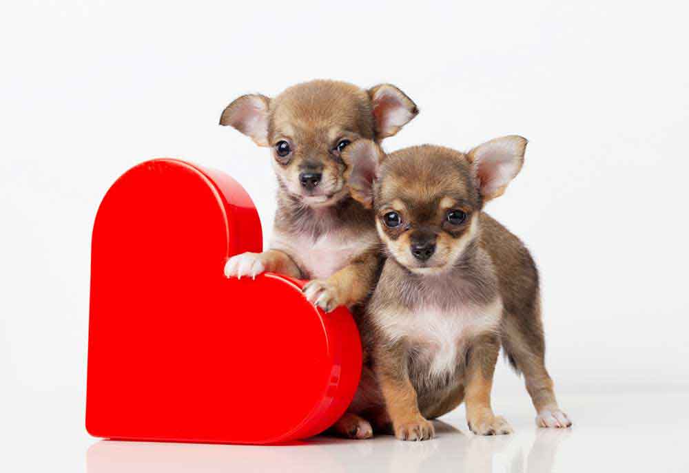 Two Chihuahua Puppies with Valentine's Day Heart | Stock Dog Pictures Images