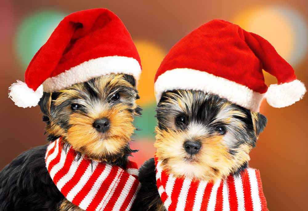 Two Yorkshire Terrier Dogs in Santa Hats | Dog Photography