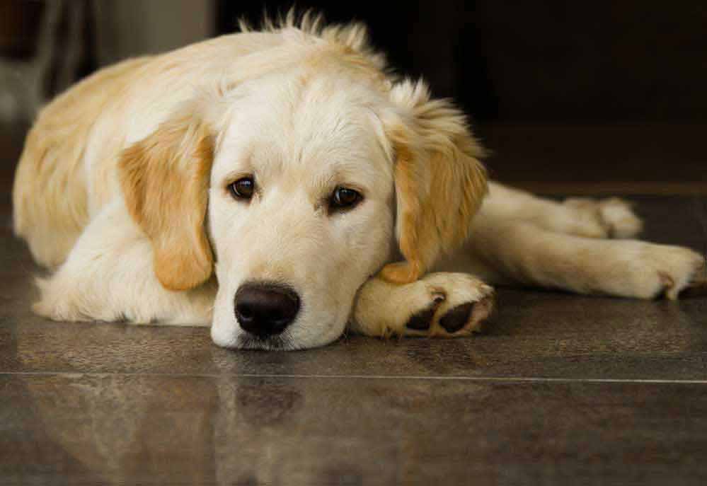 A Young Golden Retriever Dog Lying on the Floor | Pictures of Dogs