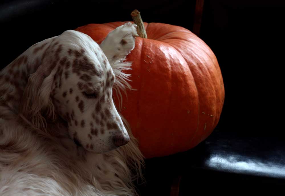 Portrait of an English Setter Dog with Pumpkin | Dog Pictures Photography