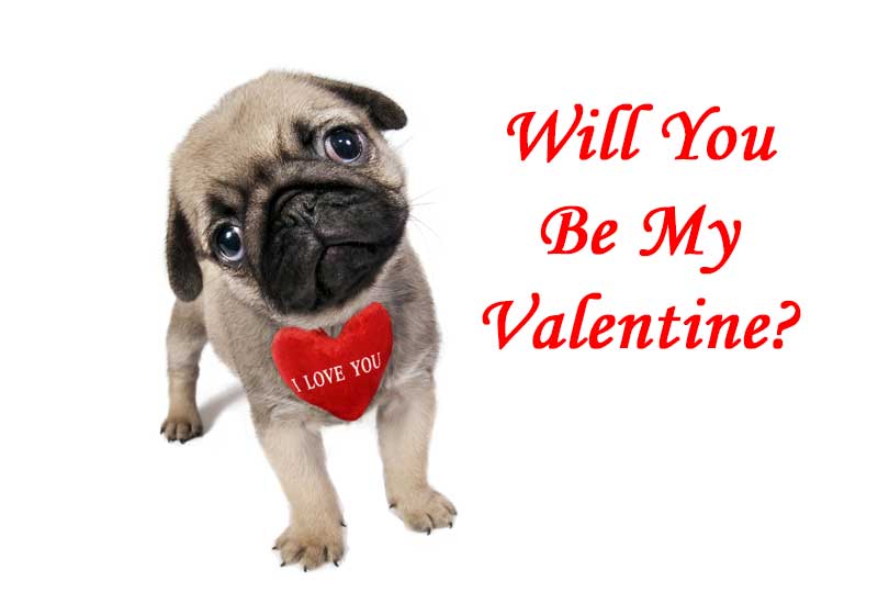 Pug Puppy Love - Will You Be My Valentine?