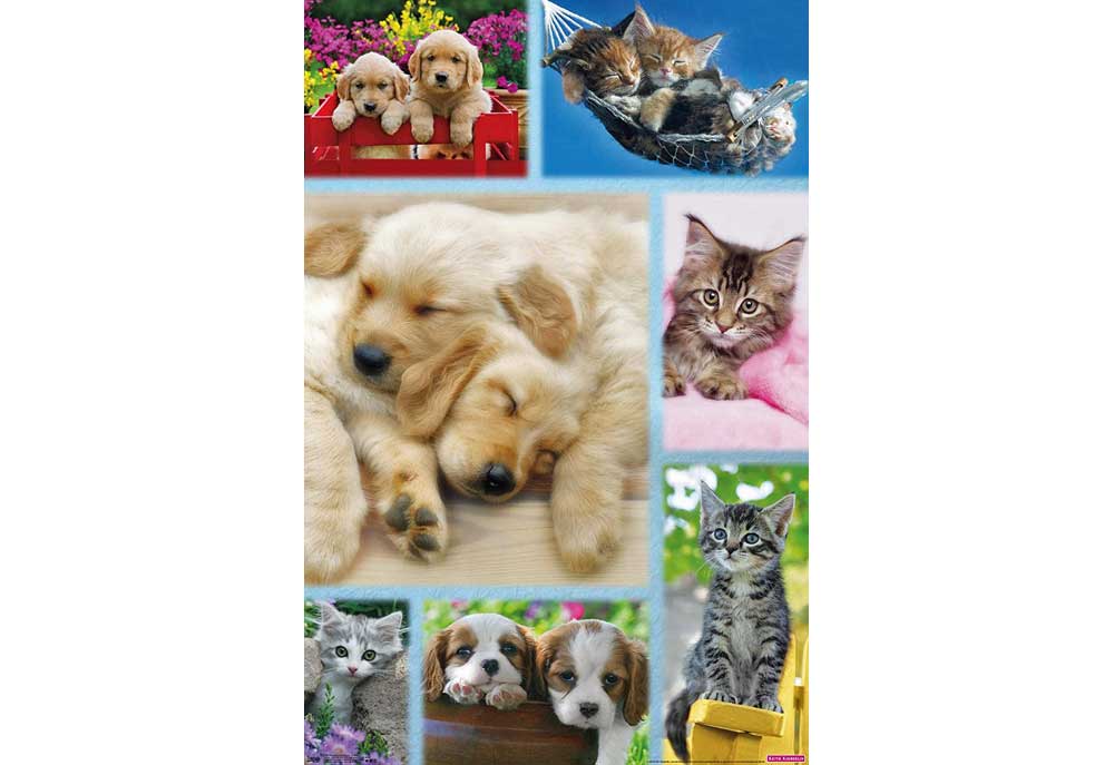 Puppy Dogs and Cute Kittens Poster Art Print | Posters of Dogs