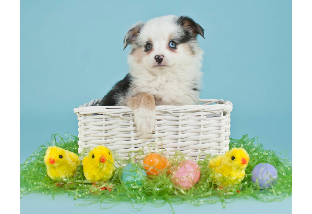 Picture of Australian Shepherd Puppy Dog in Easter Basket | Dog Photography