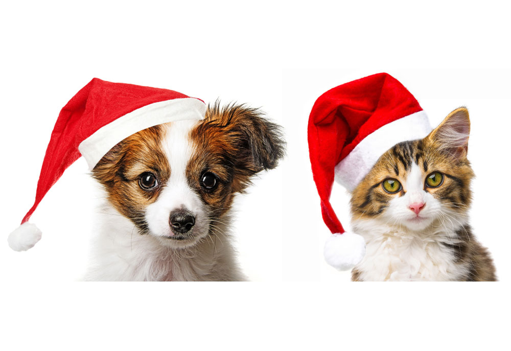Cute puppy and kitten wearing Santa Claus hats