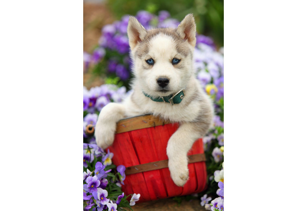 Picture of a Siberian Husky Puppy in a Red Bushel Basket | Dog Photography
