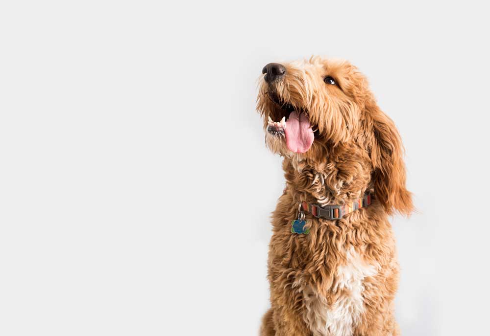 Studio Photo of Golden Doodle Dog on Light Background | Dog Photography and Pictures