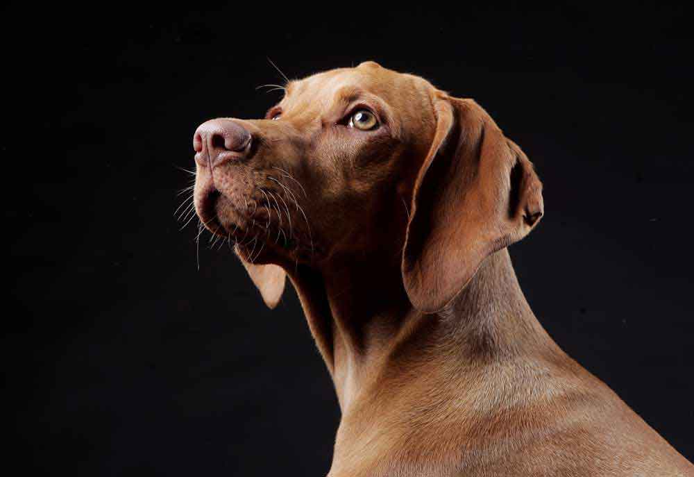 Portrait of Vizsla Dog on Dark Background | Dog Photography Pictures Images