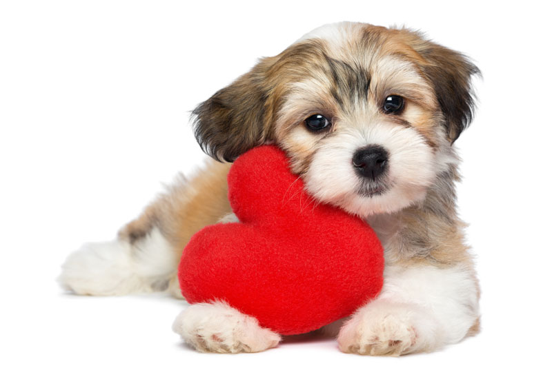 Bichon Havanese Dog with Valentine Heart