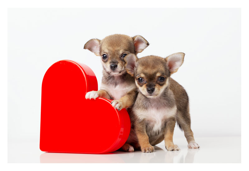 Chihuahua Puppy Dogs with Heart for Valentine's Day