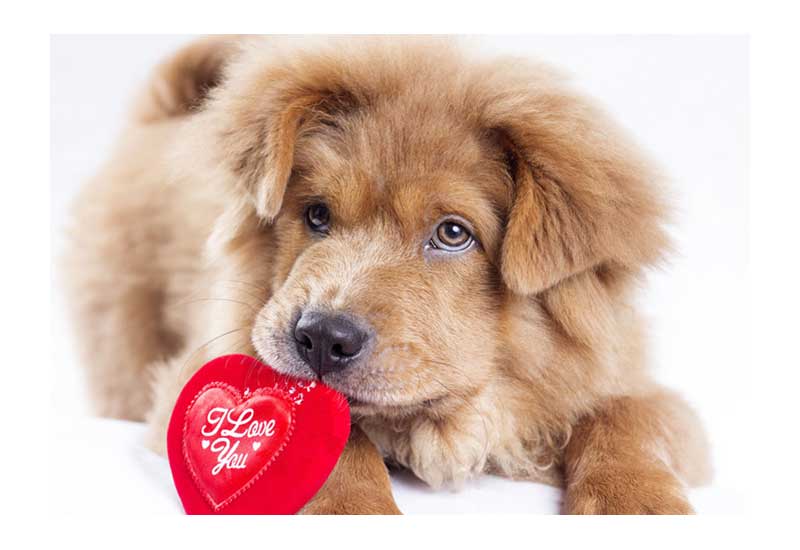 Valentine's Day Cute Furry Puppy with I Love You Heart
