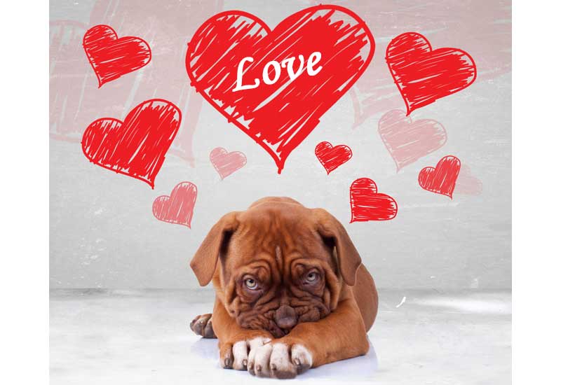 Puppy Love - A de Bordeaux Puppy Dog with Valentine's Day Hearts