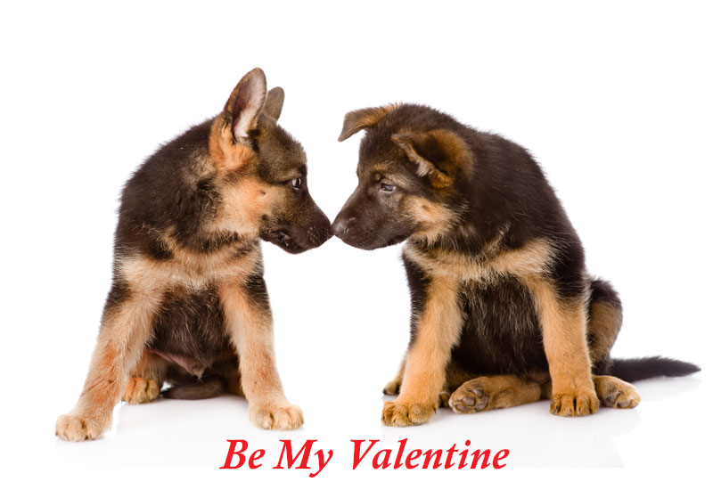 Two German Shepherd Puppy Dogs Touch Noses - Happy Valentine's Day