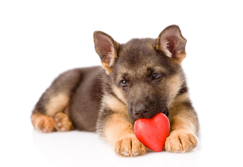 Valentine's Day German Shepherd Puppy - Love Dogs