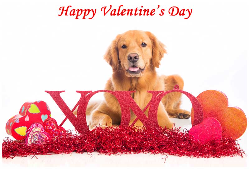 Golden Retriever Dog with Hugs and Kisses XOXO - Happy Valentine's Day