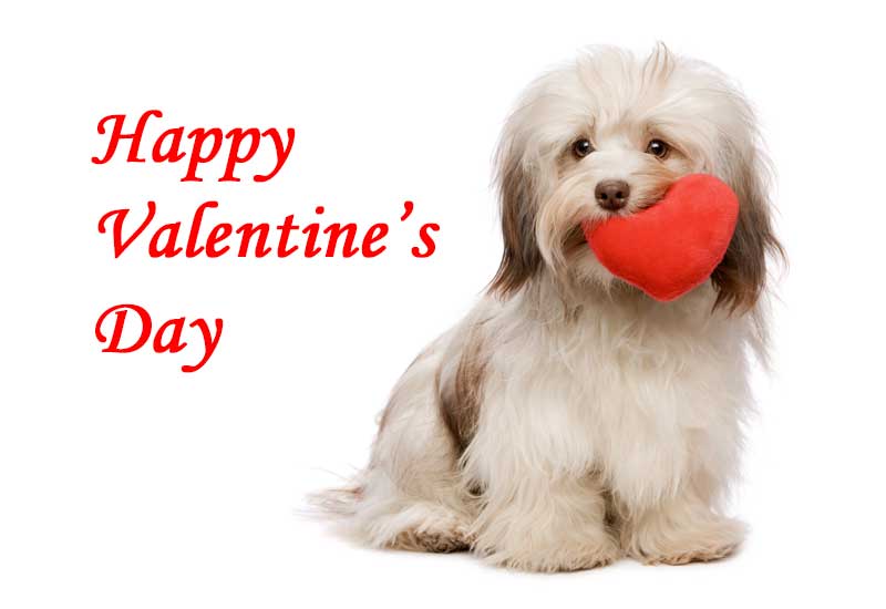 Puppy Love - A Havanese Puppy Dog with Valentine's Day Heart