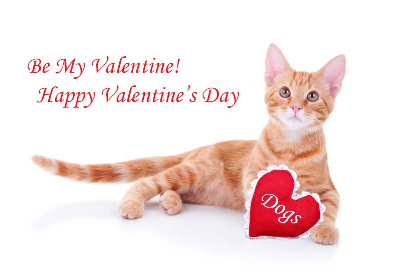 Orange Tabby Cat with Valentine Heart - We Love Dogs