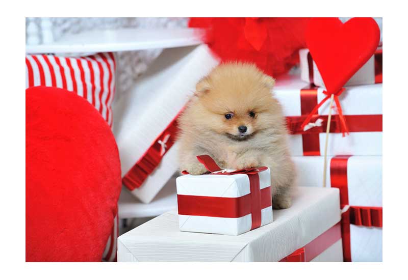 Valentine's Day Spitz Puppy Dog with Holiday Gifts