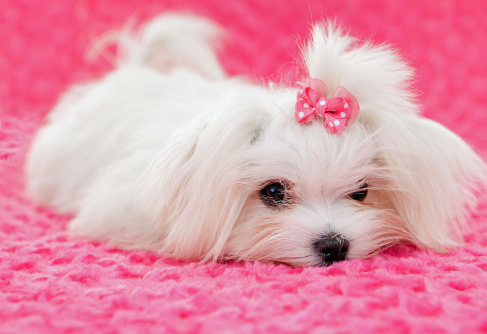 Picture of White Maltese Puppy Dog on Pink Blanket | Dog Photography