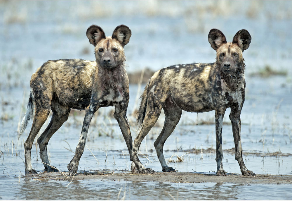 Picture of Two Wild African Dogs | Dog Photography