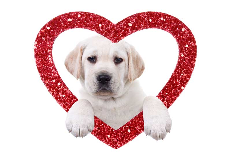 Yellow Labrador Puppy in Valentine's Day Heart