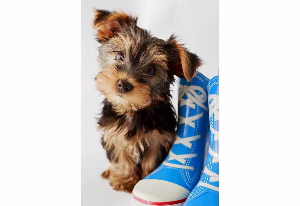 Picture of Yorkshire Terrier with Blue High Top Shoes | Dog Photography