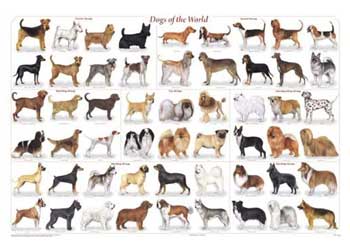 In a Perfect World Dog Poster | Dog Posters Art Prints