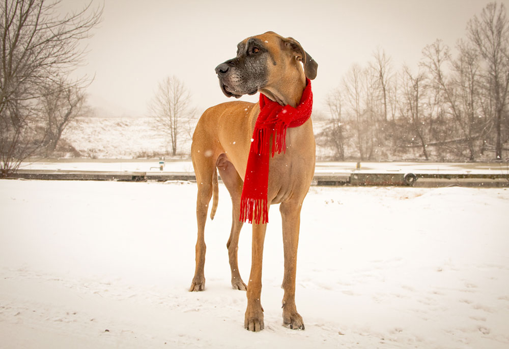 Great Dane dog stands in snow wearing a red scarf