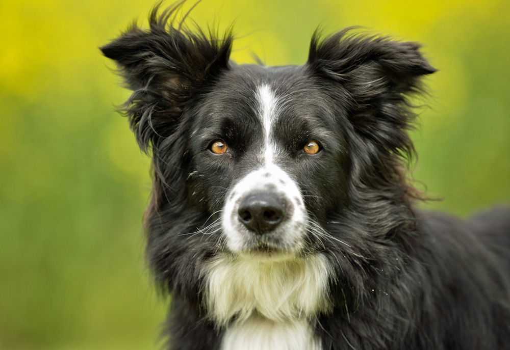 Picture of Black and White Border Collie Looking at Camera ...
