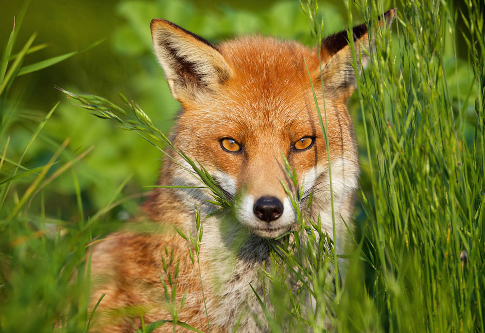 Picture Of Red Fox Face Close Up Fox Photography