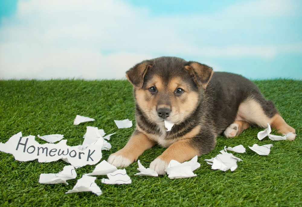 what if your dog eats your homework