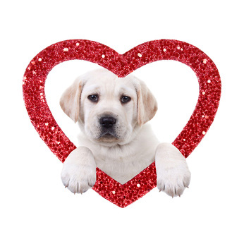 Pictures Of Dogs For Valentines Day Dog Pictures